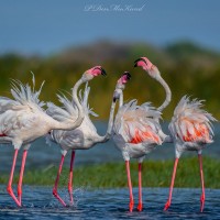 Phoenicopterus